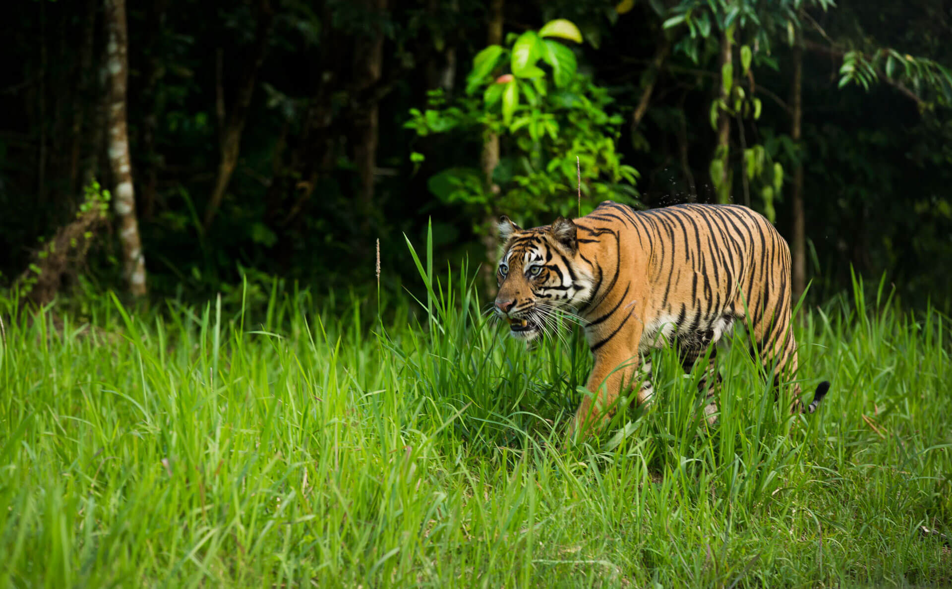 Claan Save Sumatran Tigers With Greenpeace